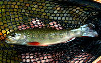 Brook trout (Salvilinus fontinalis), TN Blue Ridge
