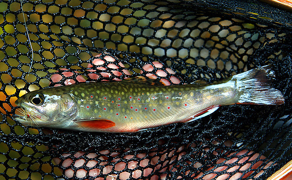 Brook trout (Salvilinus fontinalis), TN Blue Ridge