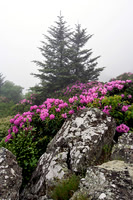 Rhododendrons in spruce-fir forest, Roan Highlands
