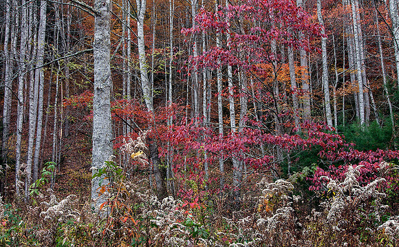 Autumn woods and field