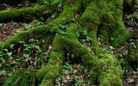 Mossy tree roots, Great Smokies