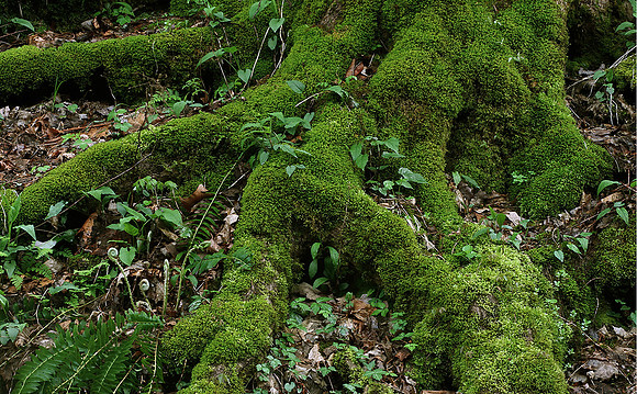 Mossy tree roots, Great Smokies