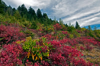 Wild blueberry and spruce-fir forest, Blue Ridge Parkway