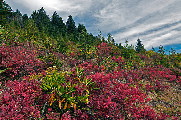 Wild blueberry and spruce-fir forest, Blue Ridge Parkway