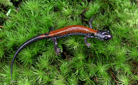 Yonahlossee salamander (Plethodon yonahlossee)