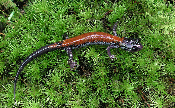 Yonahlossee salamander (Plethodon yonahlossee)