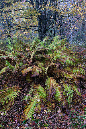 Giant fern