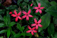Fire pink (Silene virginica), Great Smoky Mtns. NP