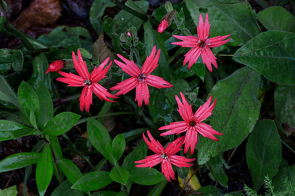 Fire pink (Silene virginica), Great Smoky Mtns. NP
