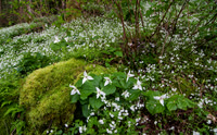 White trillium (Trillium grandiflora) and fringed phacelia (Phacelia fembriata), GSMNP