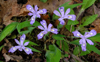 Dwarf crested iris (Iris cristata) Cherokee NF