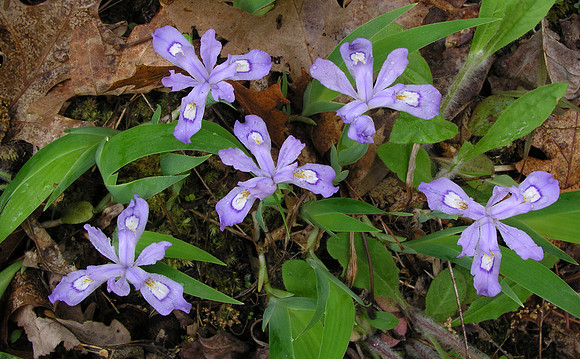 Dwarf crested iris (Iris cristata) Cherokee NF
