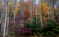 Fall woods in Rocky Fork SP