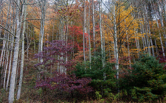 Fall woods in Rocky Fork SP