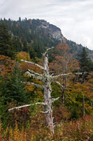 Spruce snag at Devil's Courthouse, Blue Ridge Parkway