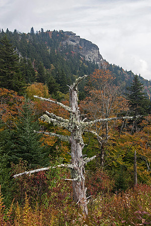 Spruce snag at Devil's Courthouse, Blue Ridge Parkway