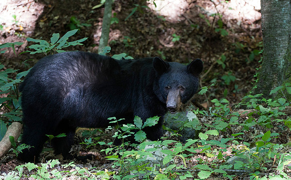 American black bear (Ursus americanus)