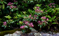 Mountain laurel (Kalmia latifolia) in pre-bloom, Cherokee NF