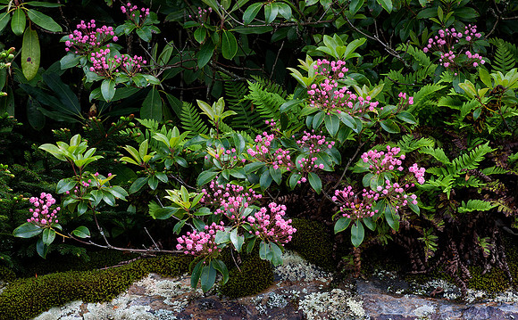 Mountain laurel (Kalmia latifolia) in pre-bloom, Cherokee NF