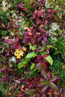 Ferns and autumn foliage, Great Smokies