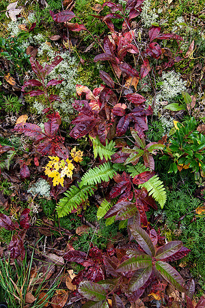 Ferns and autumn foliage, Great Smokies