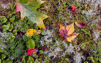 Autumn leaves and moss, Pisgah NF