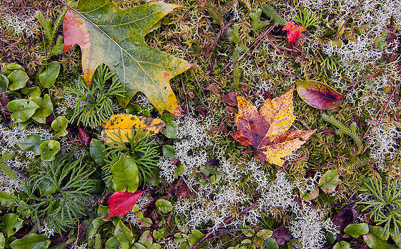 Autumn leaves and moss, Pisgah NF