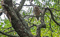 Barred owl (Strix varia), Cherokee NF