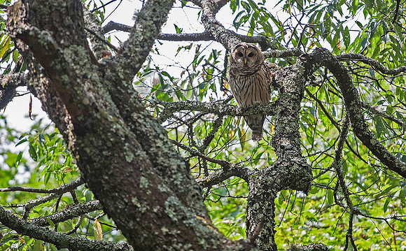 Barred owl (Strix varia), Cherokee NF