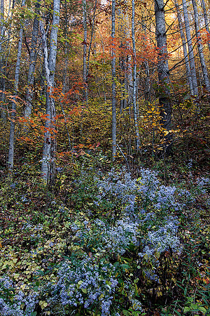 Fall foliage