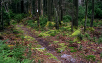 Appalachian Trail on Unaka Mtn., Cherokee NF