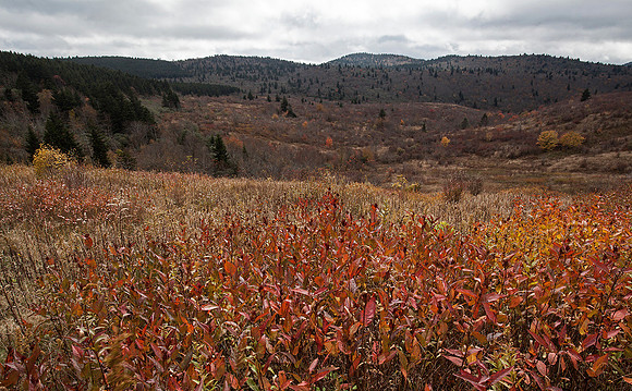 Fall fields, Black Balsam area, Pisgah NF