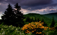 Flame azaleas at Engine Gap, Roan Highlands