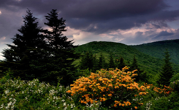 Flame azaleas at Engine Gap, Roan Highlands