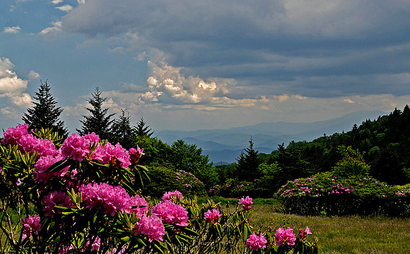 Evening rhododendrons, Carver's Gap, Roan Highlands