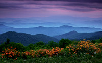 Flame azaleas and layered ridges, Roan Highlands