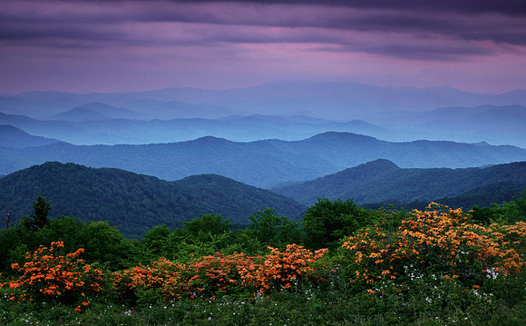 Flame azaleas and layered ridges, Roan Highlands