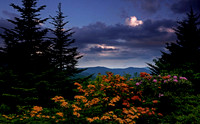 Flame azaleas and rhododendrons, Roan Highlands