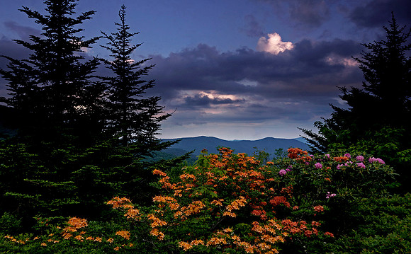 Flame azaleas and rhododendrons, Roan Highlands