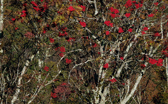 Mountain ash, Blue Ridge Parkway, NC