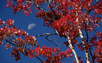 Autumn colors and half moon, Cherokee NF
