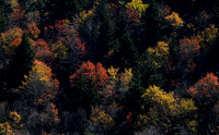 Fall colors in Cherokee NF