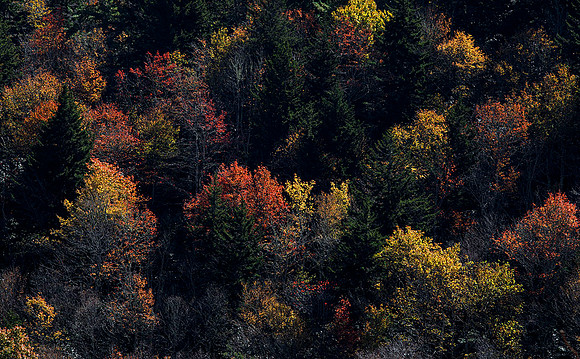 Fall colors in Cherokee NF