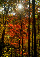 Fall woods and sunstar, Unaka Mountain, Cherokee NF