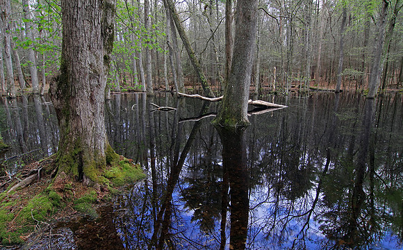 Gum Swamp in Cades Cove, Great Smoky Mtns. NP