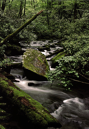 Little Santeetlah Creek, Joyce Kilmer Memorial Forest, NC