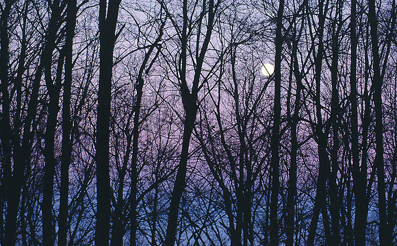 Setting moon in winter woods, Cherokee National Forest